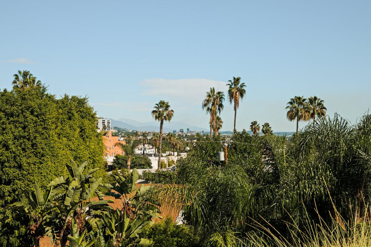 917 Hilldale Avenue, West Hollywood, CA 90069: View over palms and hills